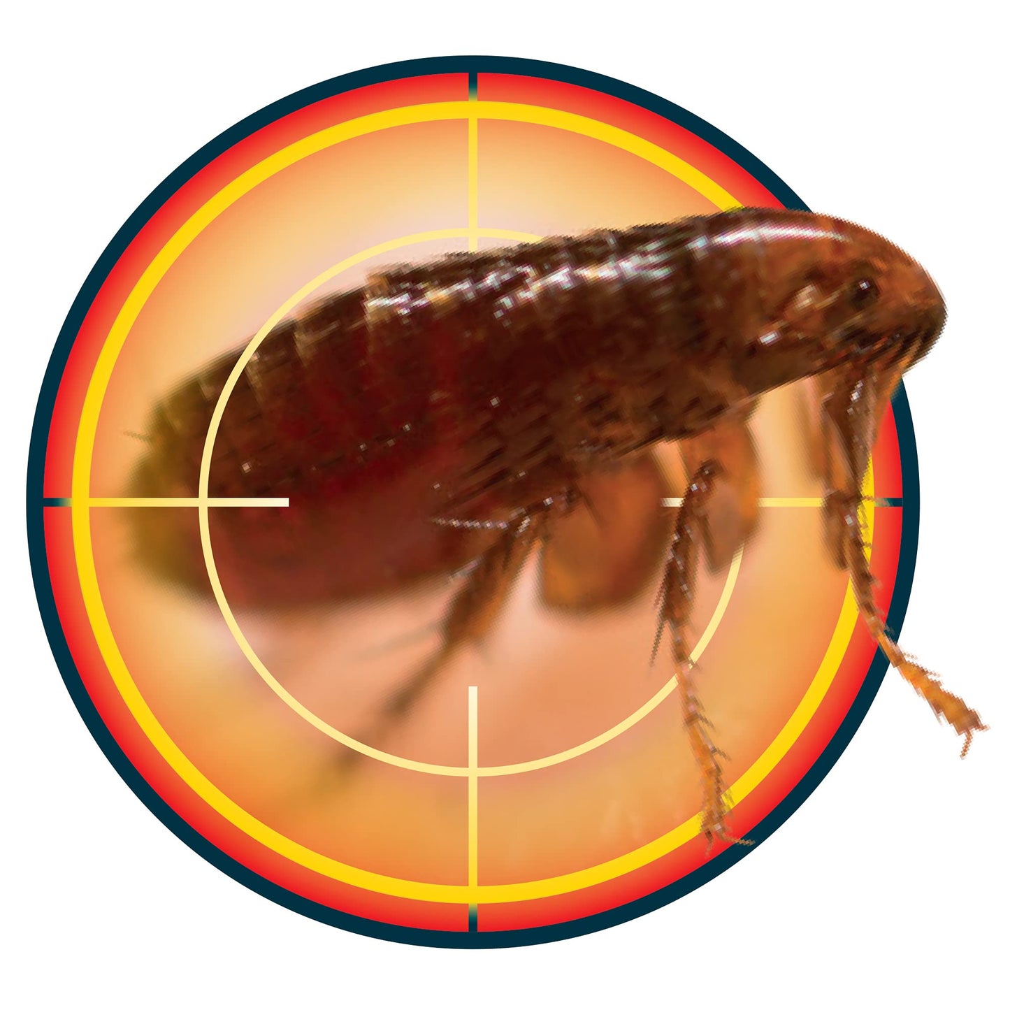 NOPE! CP Flea Spray (5L & Sprayer) for The Home ? Fast-Acting, Odourless & Non-Staining, Extended Residual Action up to 3 Months. Indoor & Outdoor