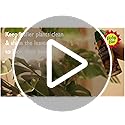 Baby Bio 84899143 Leaf Shine, 200ml - Ready To Use Houseplant Care - Aerosol Spray for a Natural Long Lasting and Healthy Shine - Removes Dust from Plant Leaves - Prevents Yellowing