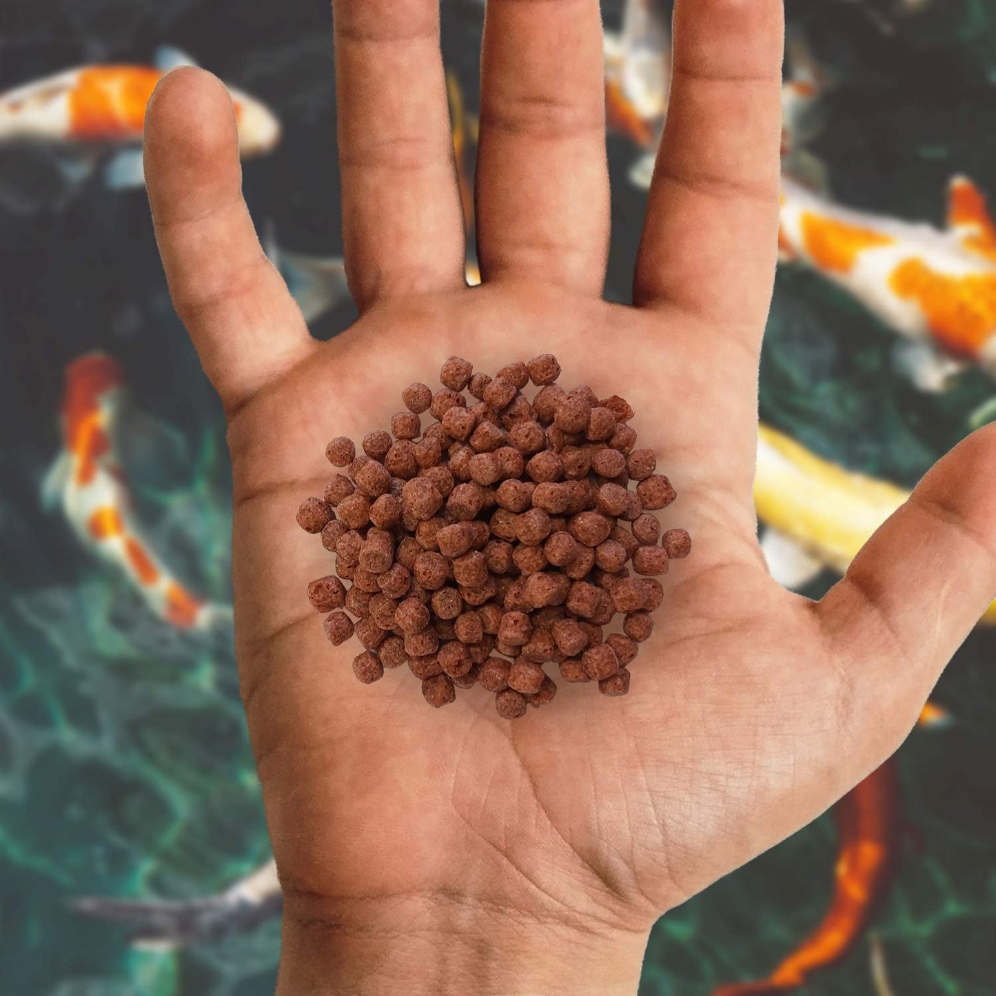Nishikoi Growth Complete Food for Koi and Pond Fish - Medium Pellets - 2.5kg
