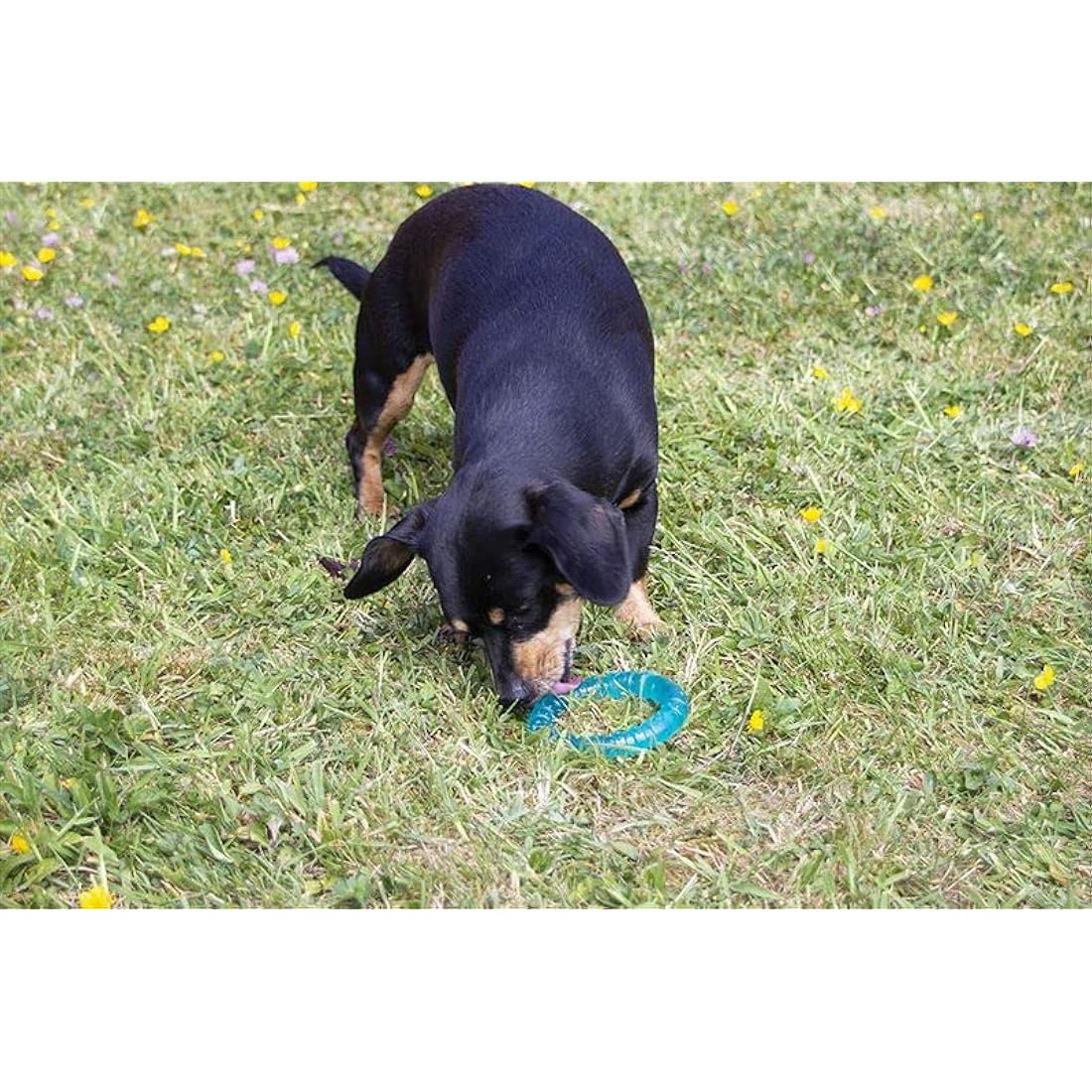 Rosewood BioSafe Puppy Ring - Hygienic Chew Toy for Puppies, Antimicrobial, Soothes Teething, Mint Scented, Promotes Dental Health, Suitable for Small Dog Breeds, Blue