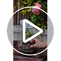 NCYP Opened Geometric Glass Terrarium for Succulent, Air Plants - 16.5 x 14.5 x 25 CM Irregular Glass Planter Pot - Indoor Garden Tabletop Decor, Black (No Plants, No Door)