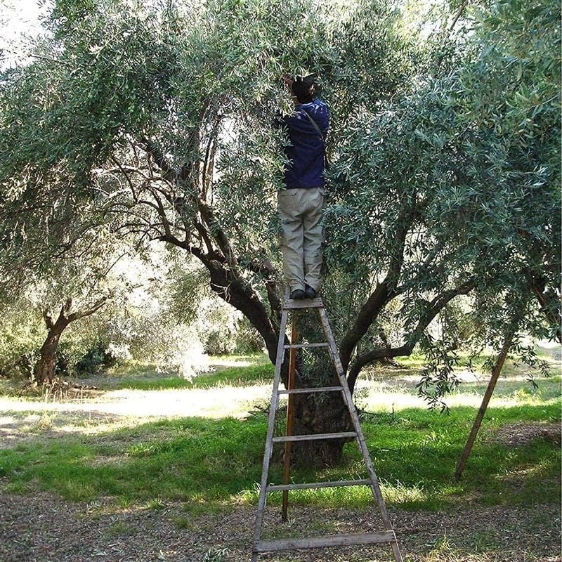 Odysea Greek Extra Virgin Olive Oil PGI Chania, 3 l (Pack of 1)