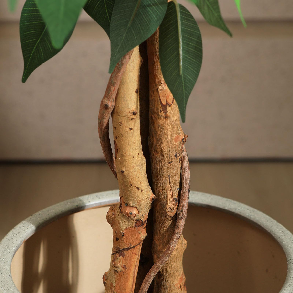 SOGUYI 150cm Artificial Ficus Tree with Natural Wood Trunk, Silk Fake Ficus Tree in Plastic Nursery Pot, Faux Plant for Office Home, Indoor Outdoor
