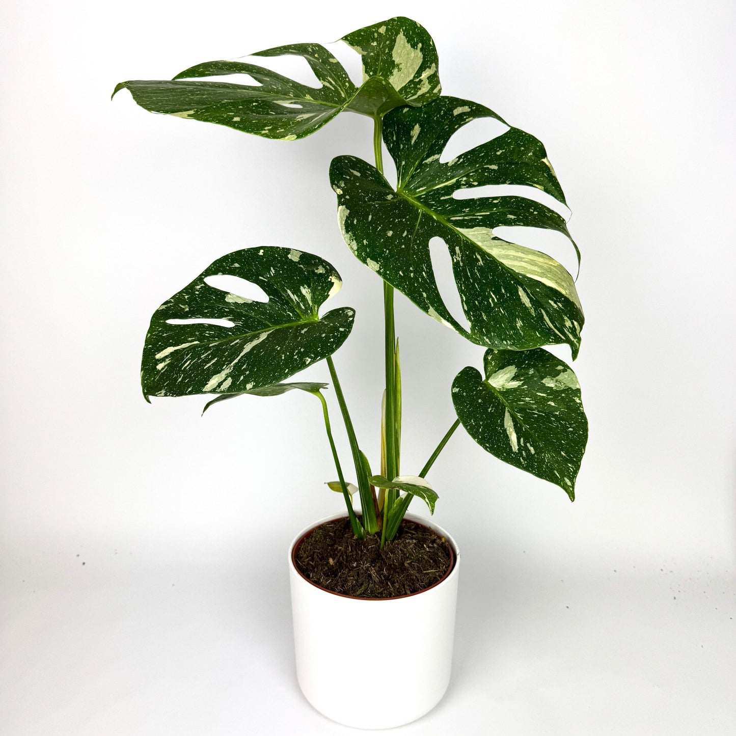 Thai constellation monstera 14cm Houseplant