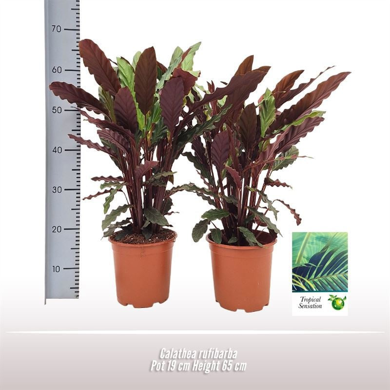 Calathea Rufibarba