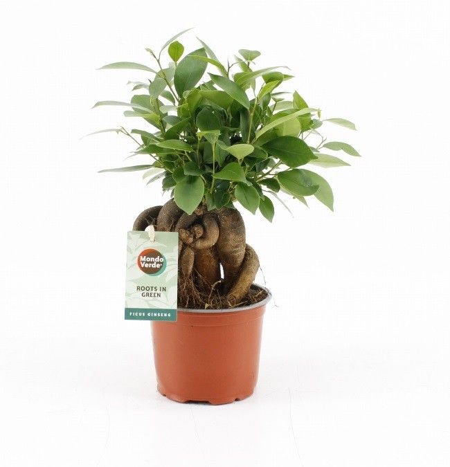 Ficus Mi Retusa