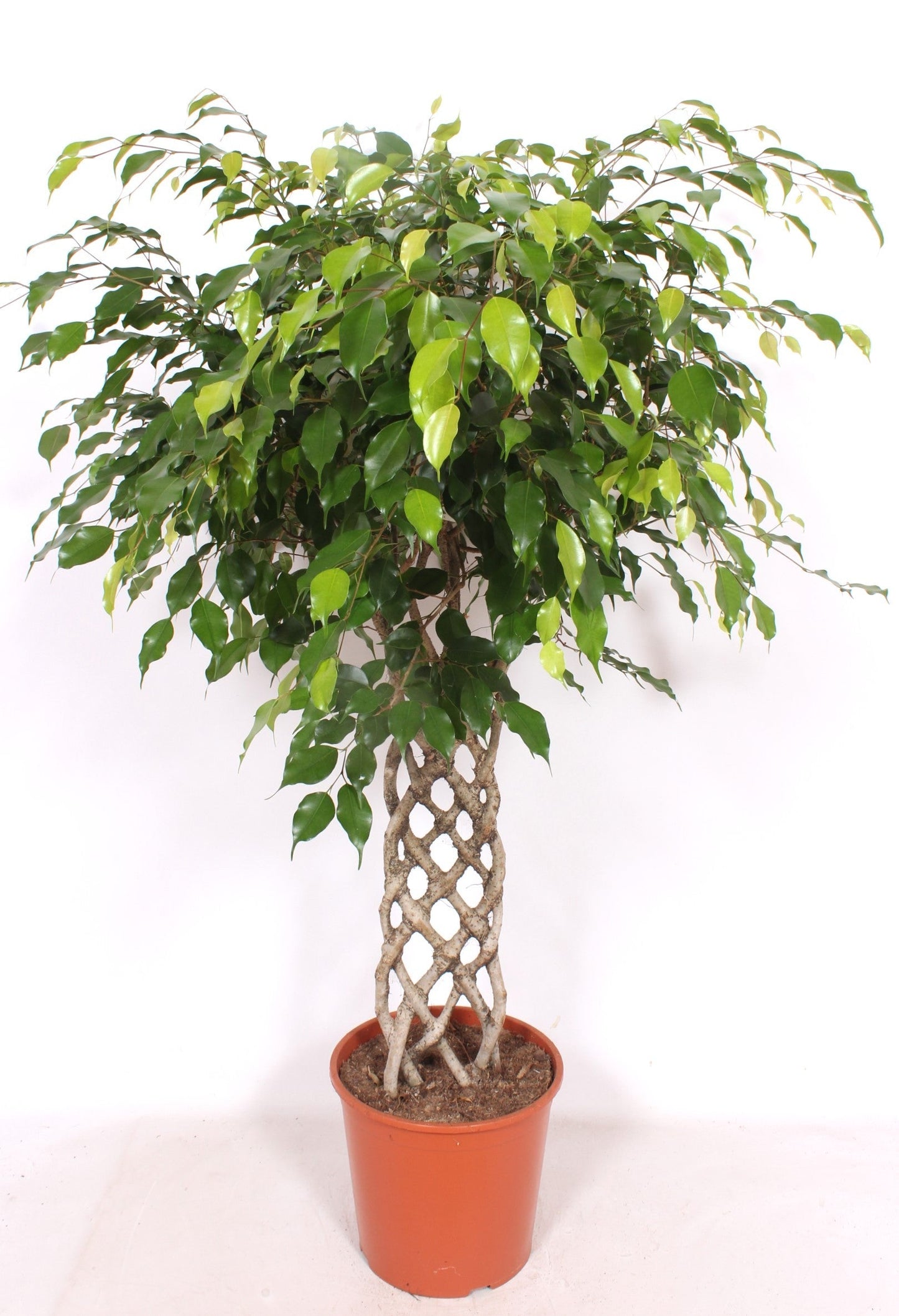 Ficus Be Exotica Stam Gevlochten Mat