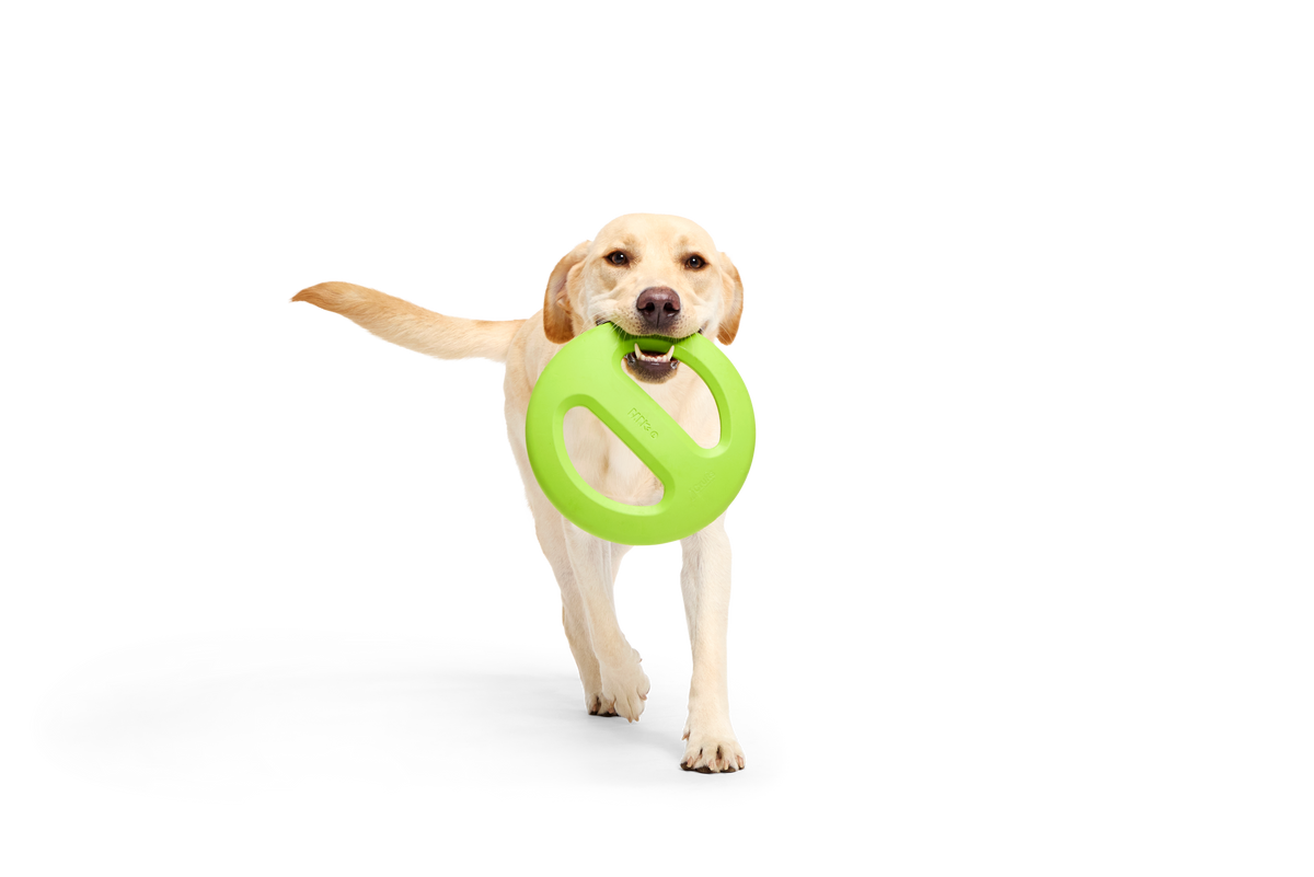 Bark Crufts Aviator