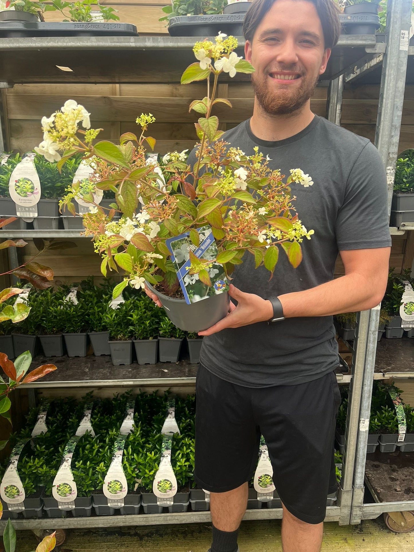 Viburnum pilcatum 'Watanabe' - Japanese Snow Bush 3L
