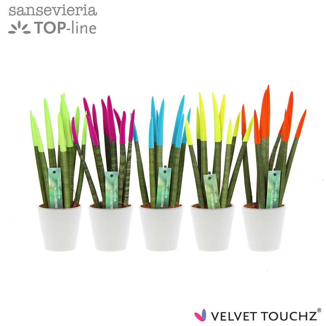 Sans Cyl Velvet Touch Ibiza Keramiek R'dam