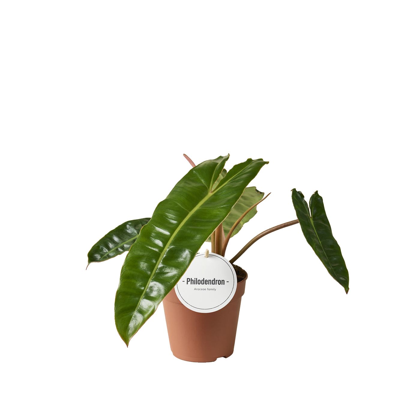 Phil Billietiae