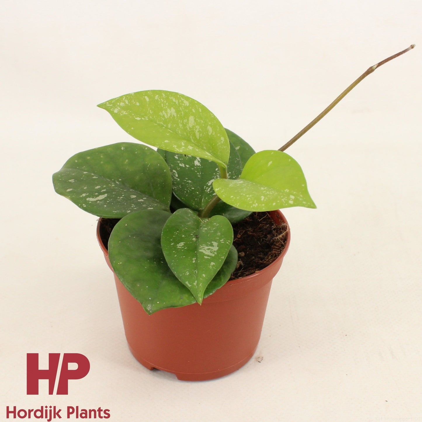 Hoya Carnosa Freckles Splash