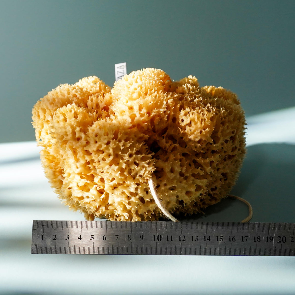 XL 18CM Sea Sponge Unbleached Honeycomb Natural Seasponge for Bathing, Art and Painting use (XL Size Approx 16-18cm)