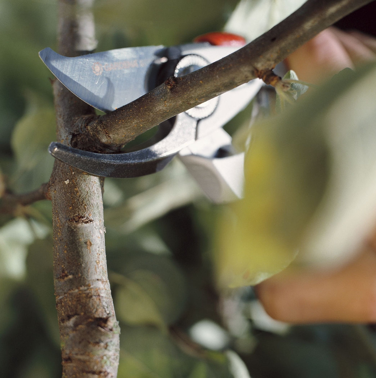 Gardena Premium Secateurs B+/L: Premium Bypass Branch Pruner for Thick Branches and Twigs, Robust Aluminium Grips, Replaceable Blade, Maximum Cutting