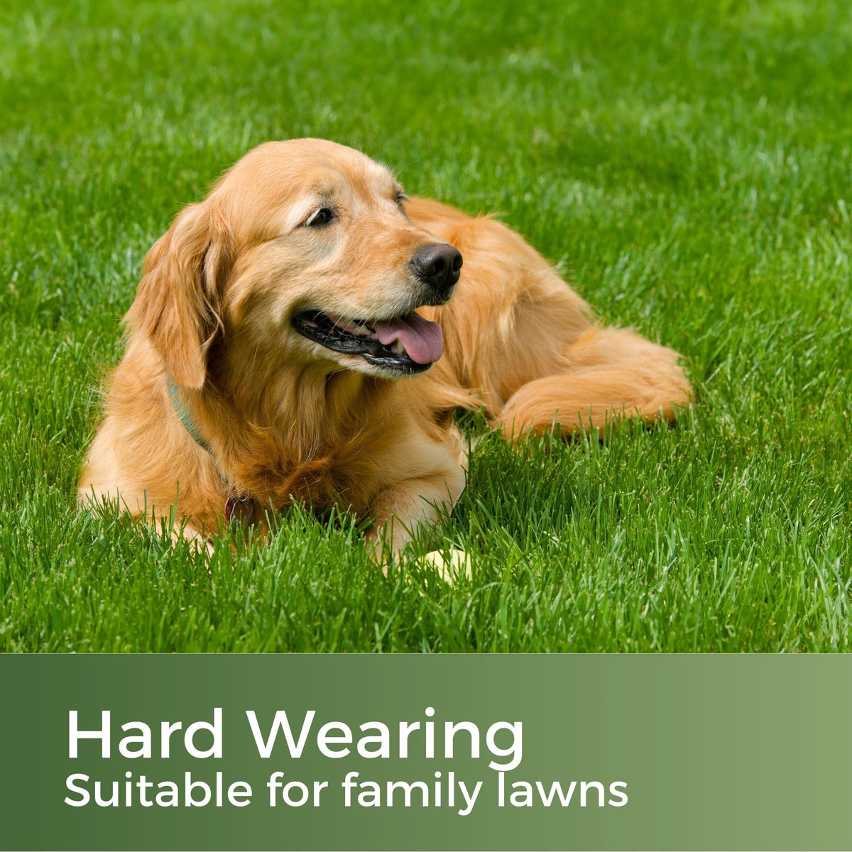 Clay King - Grass Seed for Clay Soil UK - Deep Rooting for Clay Lawns and New Builds - 5kg - Garden Lawncare Guy