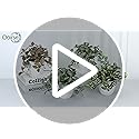 Small Artificial Plants Indoor in Pot Set of 2 Decorative Fake Plants Realistic Faux Plant Potted for Home Aesthetic Living Room Bathroom Desk Shelf Office Decoration
