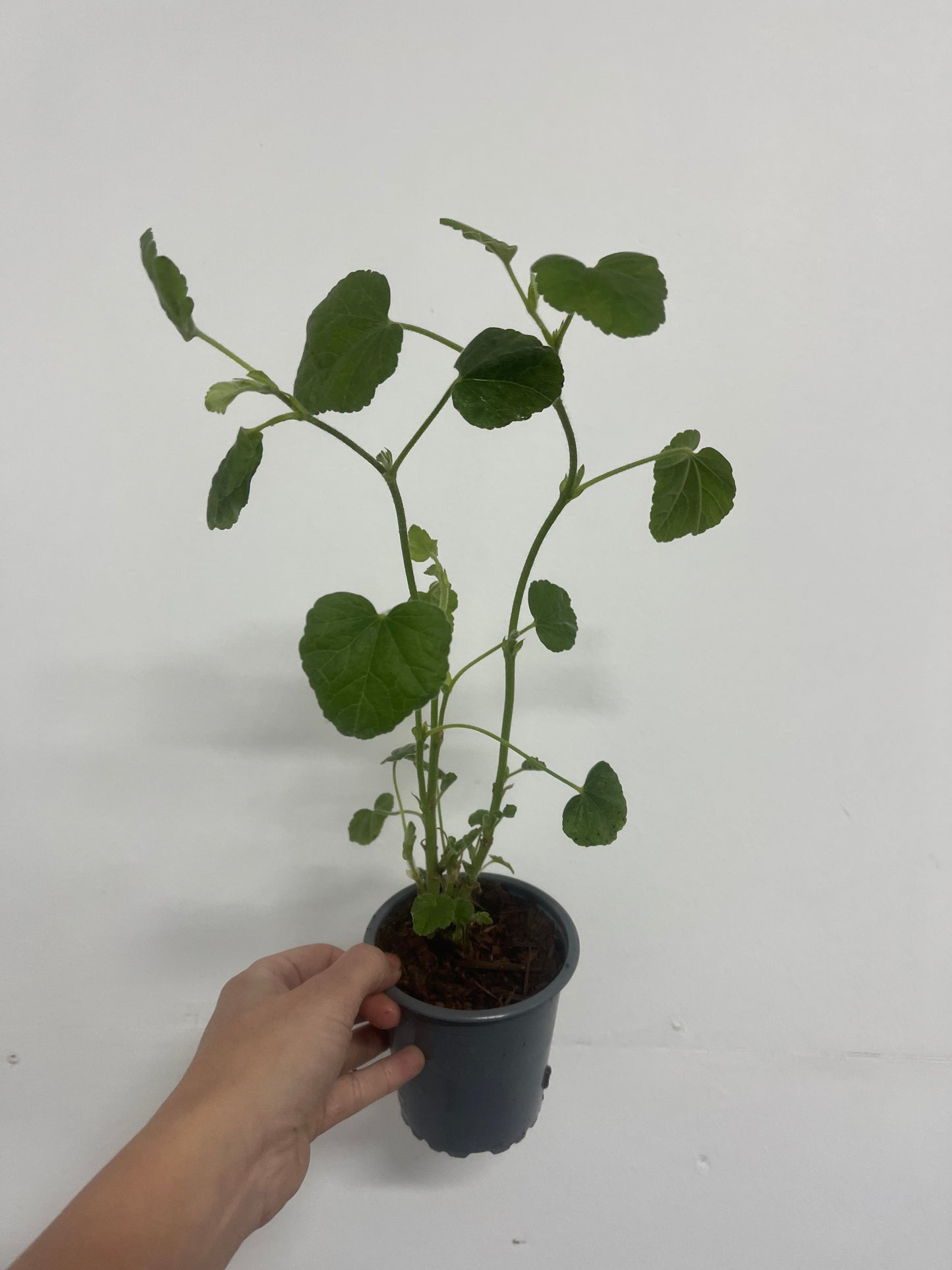 Lavatera 'Barnsley Baby' 9cm / 2L