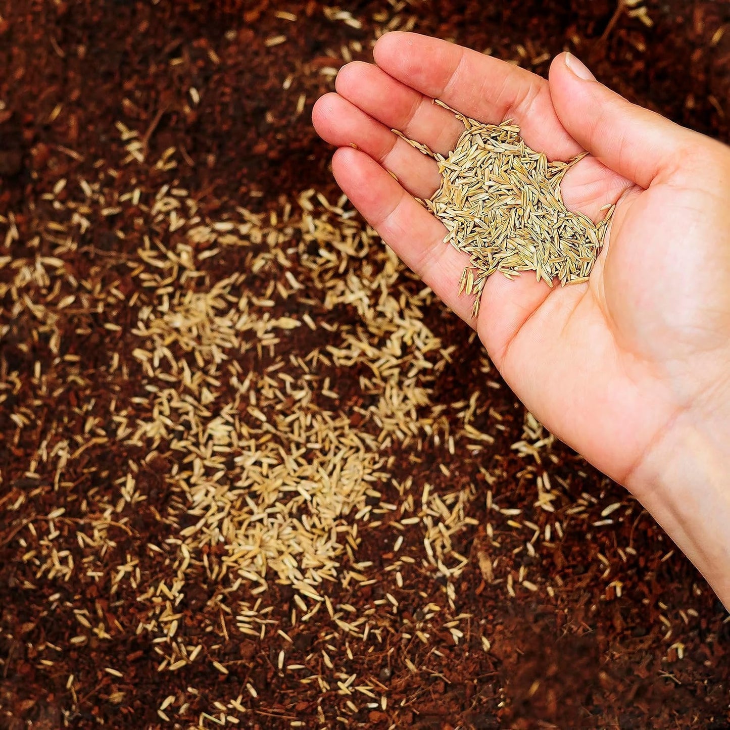 R&R SHOP - Seeds for Lawn, Perennial Ryegrass, Fast and Long-Lasting Growth (5Kg - 200mq)