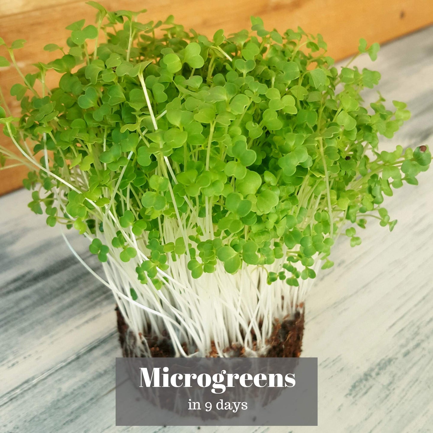 Verdant Republic Organic Broccoli Calabrese Sprouting Seeds 250g/500g/1kg | Non-GMO, Rich in Nutrients | Easy to Sprout in 5 Days| High Germination