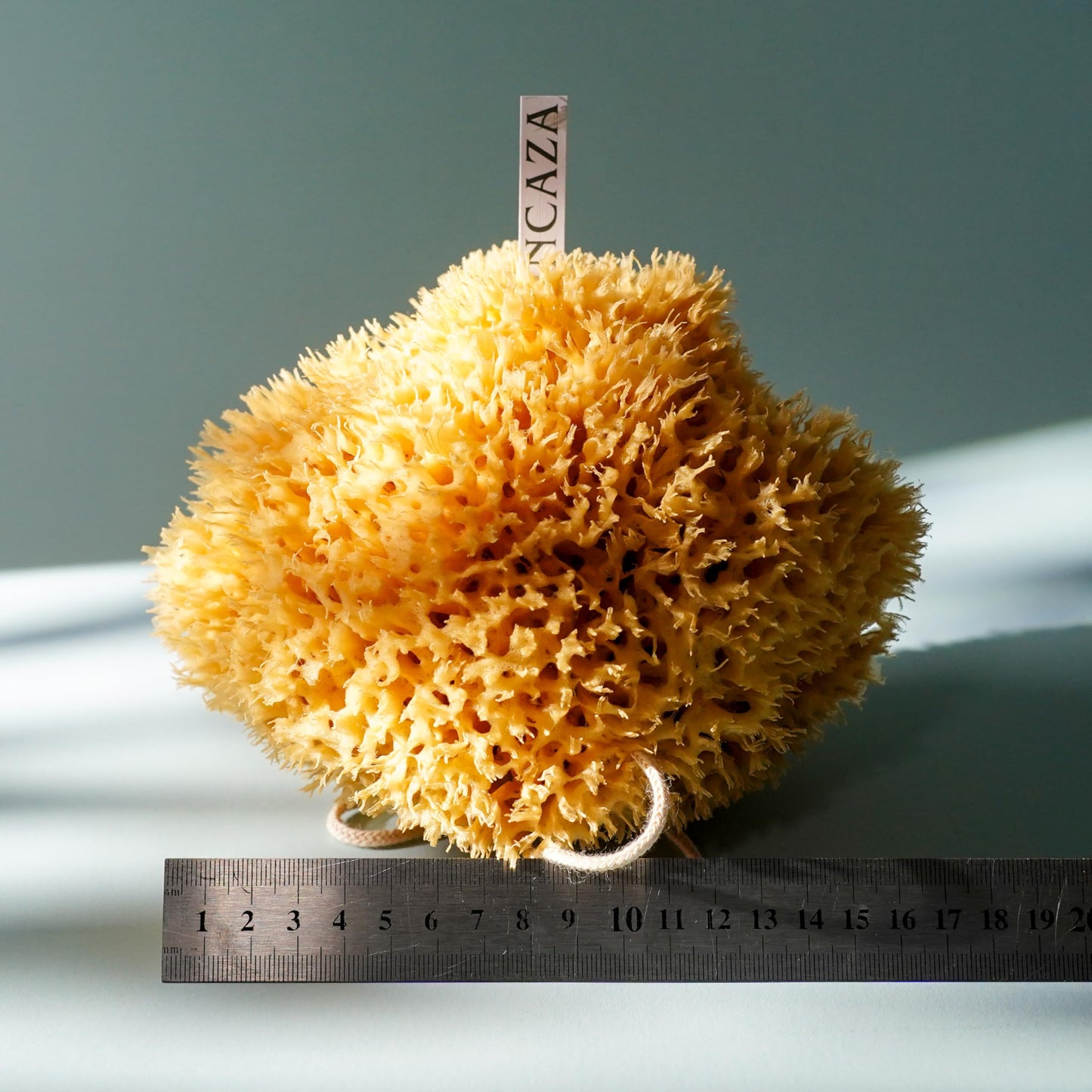 Large 16CM Sea Sponge Unbleached Honeycomb Natural Seasponge for Bath Use, or Art and Painting use (L Size Approx 14-16cm)