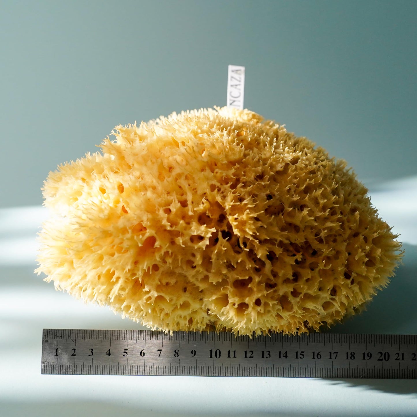 XXL Sea Sponge Very Large 18-20cm Unbleached Honeycomb Natural Seasponge for Bath Use, or Art use (XXL Size Minimum 18cm+) Whole Uncut