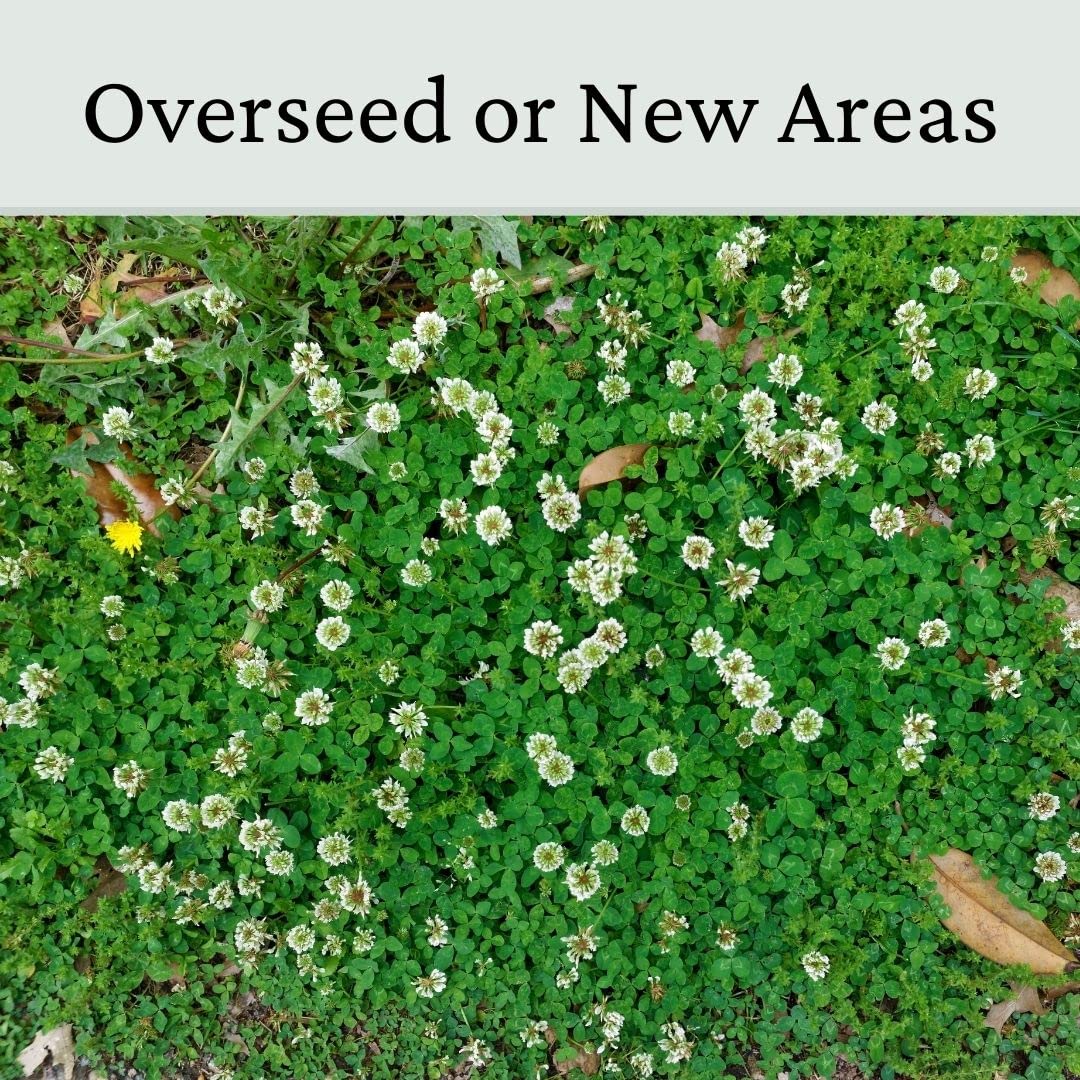 Micro Clover Seed for Lawn UK - 100% Small Leaf White Clover - No Grass - Over Seeding or New Areas - 1kg Pack