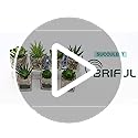 Briful Artificial Succulents Fake Succulent Plants Potted in Mini Square Clear Glass Pots Set of 3 Faux Succulents Small Artificial Succulent Plants Great for Office Home Decor
