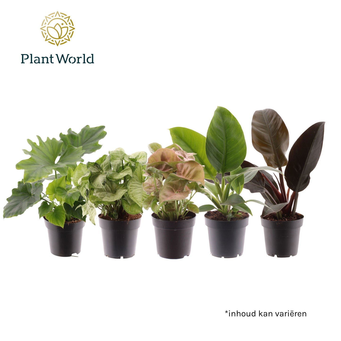 Ov Kamerplanten Gemengd Feel Green