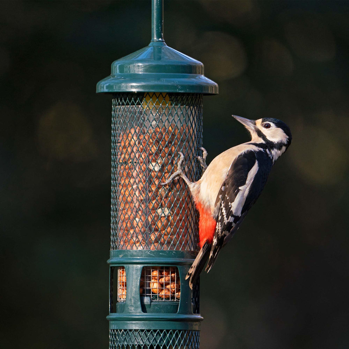 Jacobi Jayne SB-PN Squirrel Proof Bird Feeder - Squirrel Buster Peanut - Marauders off! Guaranteed Squirrel and Large Bird Proof / Metal, Green