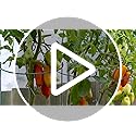 VLYHGO 6PCS 44x20cm Plant Supports for Garden Half Round Ring Plant Support Large Metal Garden Supports for Tomatoes Tulips, Roses, Daisies, Lavender