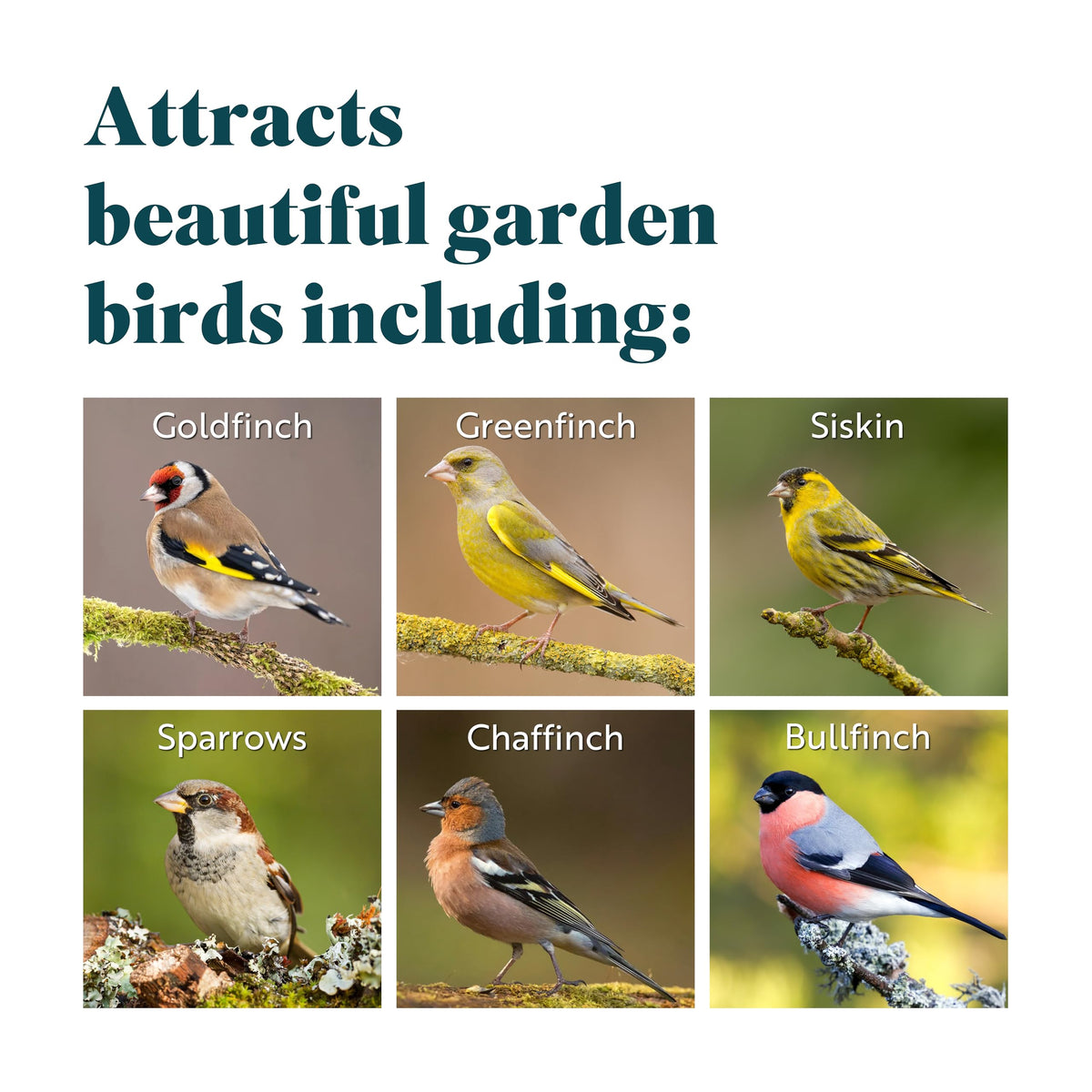RSPB - Nyjer Seeds for Birds, Wild Bird Food for Small Birds, Oil-Rich and High Energy, Made in the UK, Suitable for Year-Round Feeding (12.75kg)