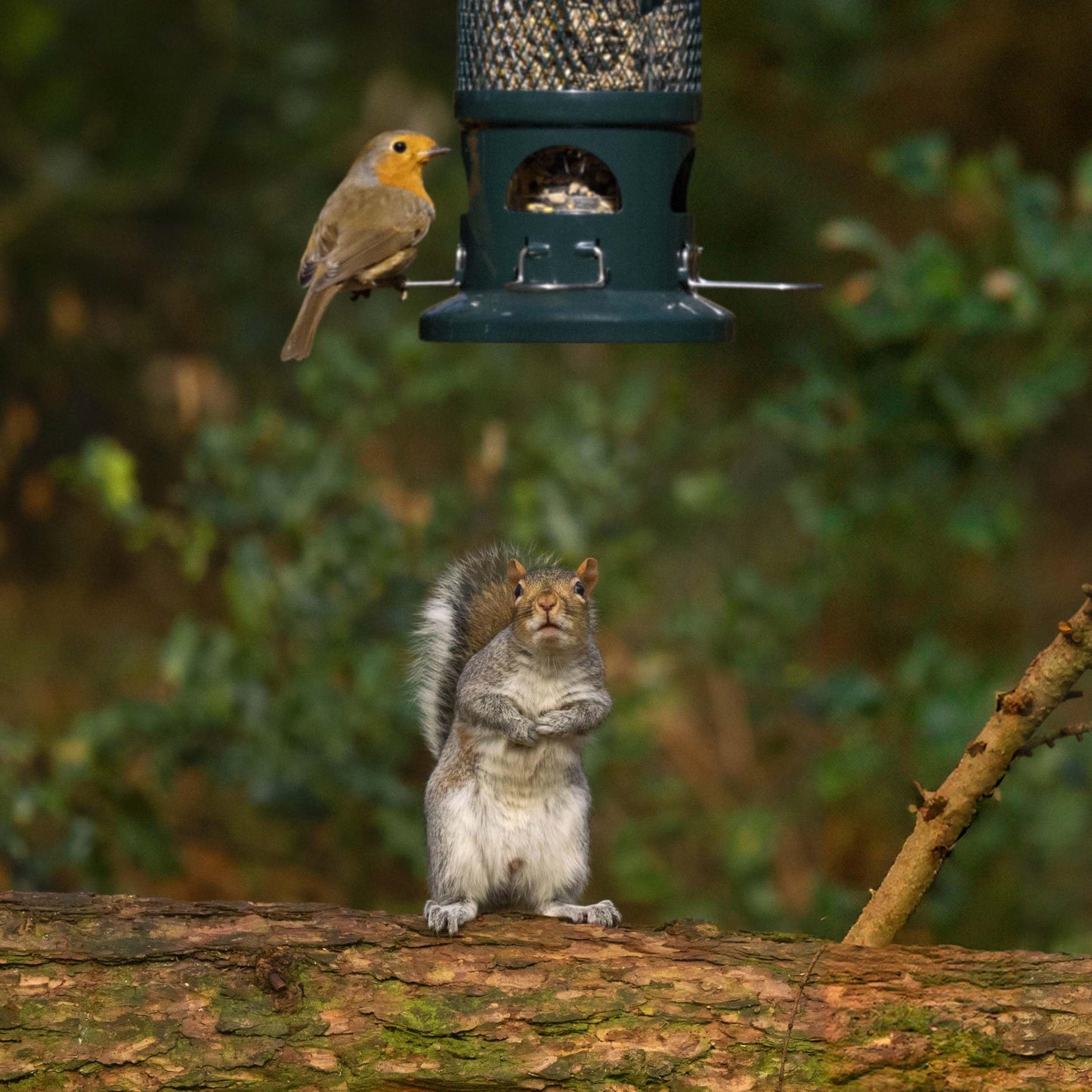 Squirrel Proof Bird Feeder for Seeds - Jacobi Jayne? Squirrel Buster? Seed Bird Feeder ? Pigeon Proof Metal Bird Seed Feeder for Wild Birds ? Easy