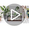 THYGIFTREE Plant Propagation Stations with Wooden Stand, Desktop Retro Plant Terrarium Bulb Vase for Indoor Hydroponic Flowers, Tabletop Glass Planter Housewarming Gifts for Plant Lovers