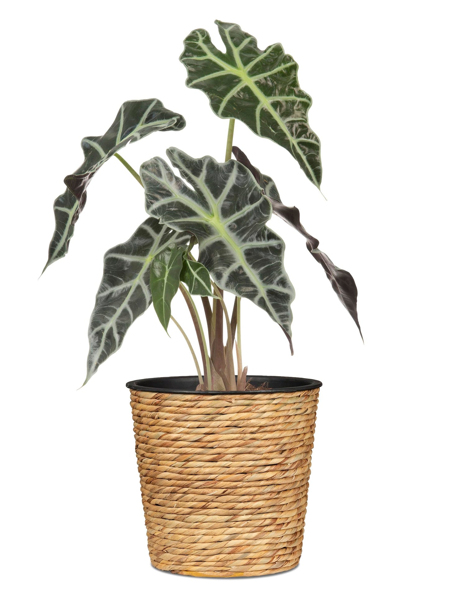 Scheurich Water Hyacinth 30 Water Hyacinth Basket Planter/Basket Pot Natural 30 cm Diameter 28 cm High 23.9 L Vol.