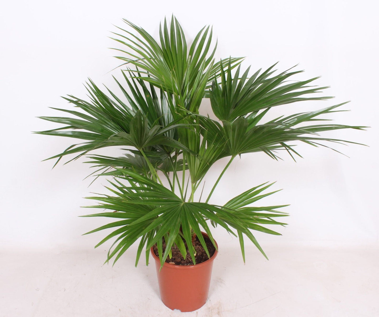 Livistona Chinensis