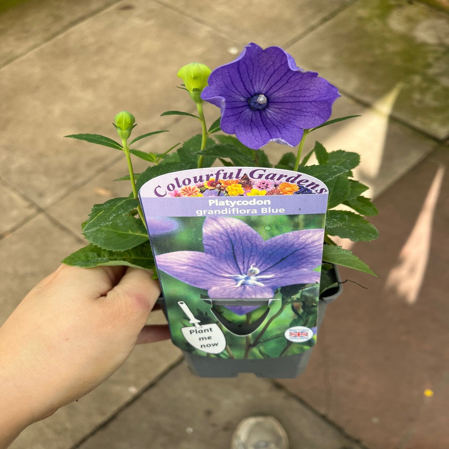 Platycodon grandiflora Blue 9cm
