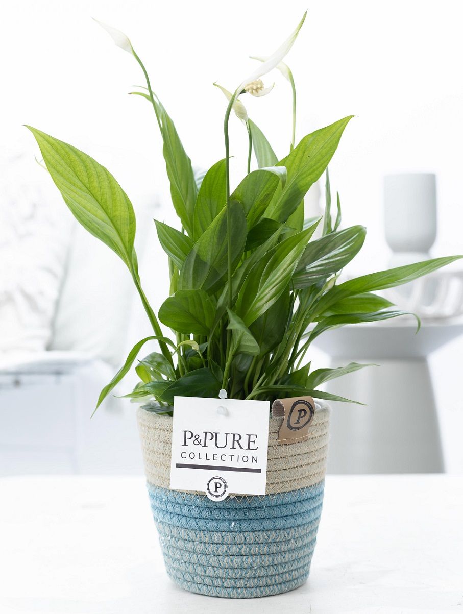 Spath Overig Fashionpot Valerie