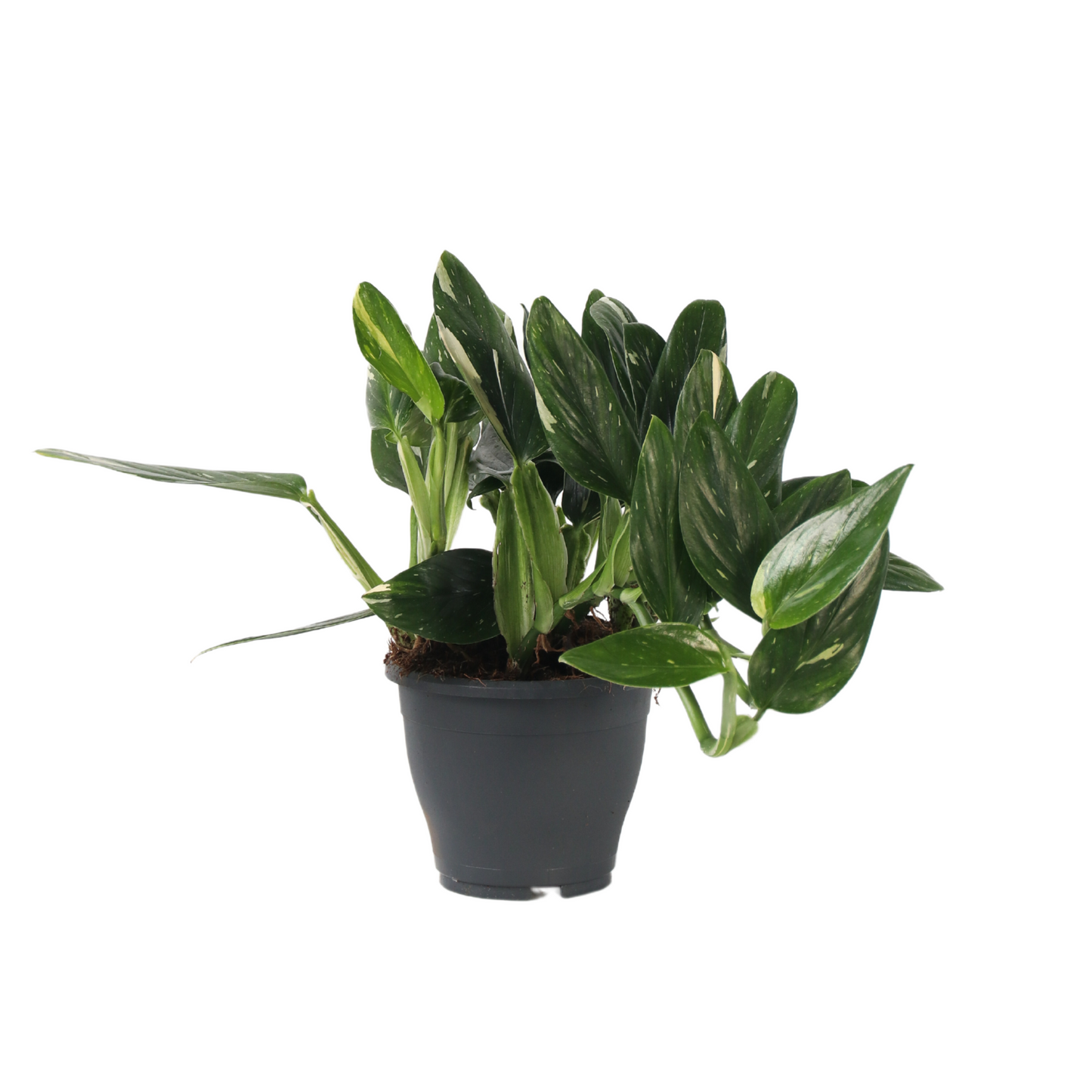 Sweetheart Plant - Philodendron Cobra - Height 55-65cm - ⌀19cm
