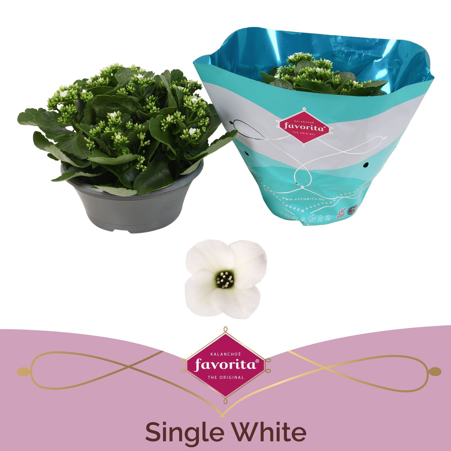 Kalanchoe Bl Wit Tst