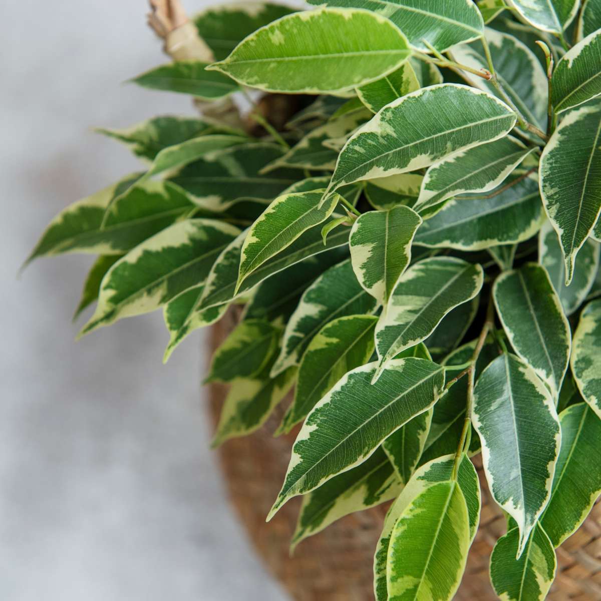 Weeping fig - Ficus Benjamina 'Twilight' - Height 100-110cm - ⌀21cm