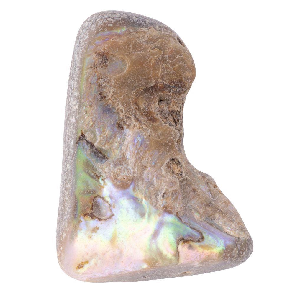 Abalone Shell Tumbled, Unsized, (sold singly)