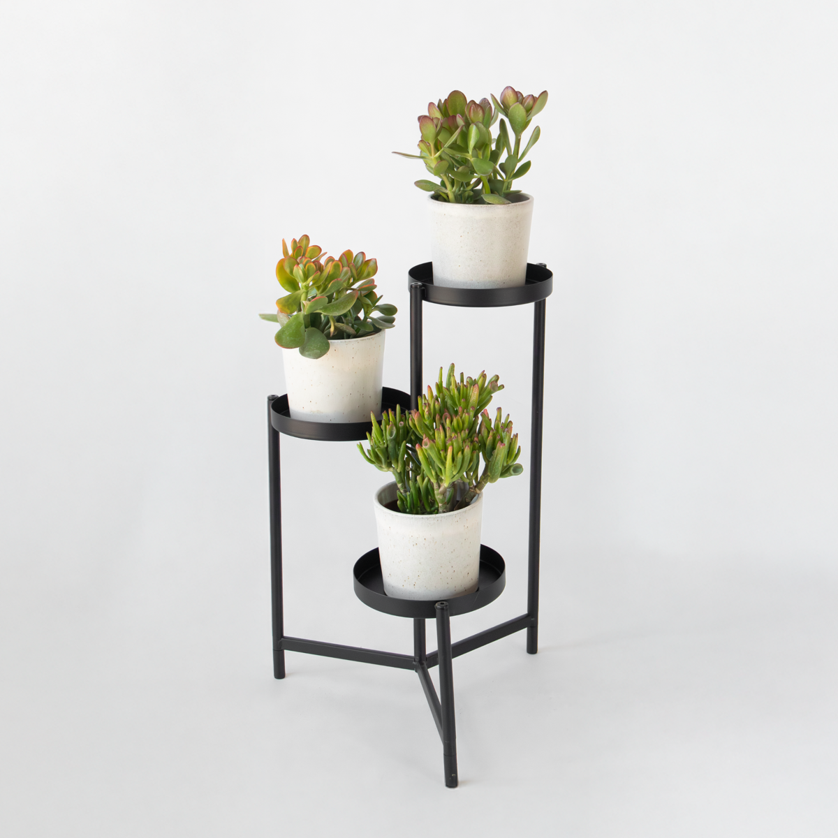 Money Tree - Mix of 3 - Crassula Minor, Hobbit, Sunset - Height 10-25cm - ø12cm