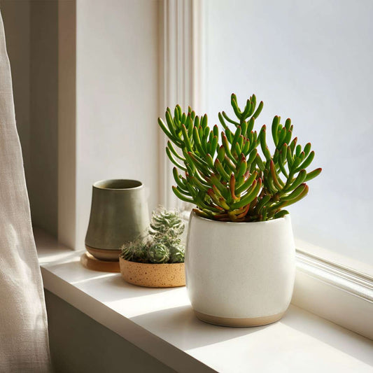 Jade plant - Set of 2 - Crassula ovata 'Hobbit' - Height 10-20cm - ⌀12cm
