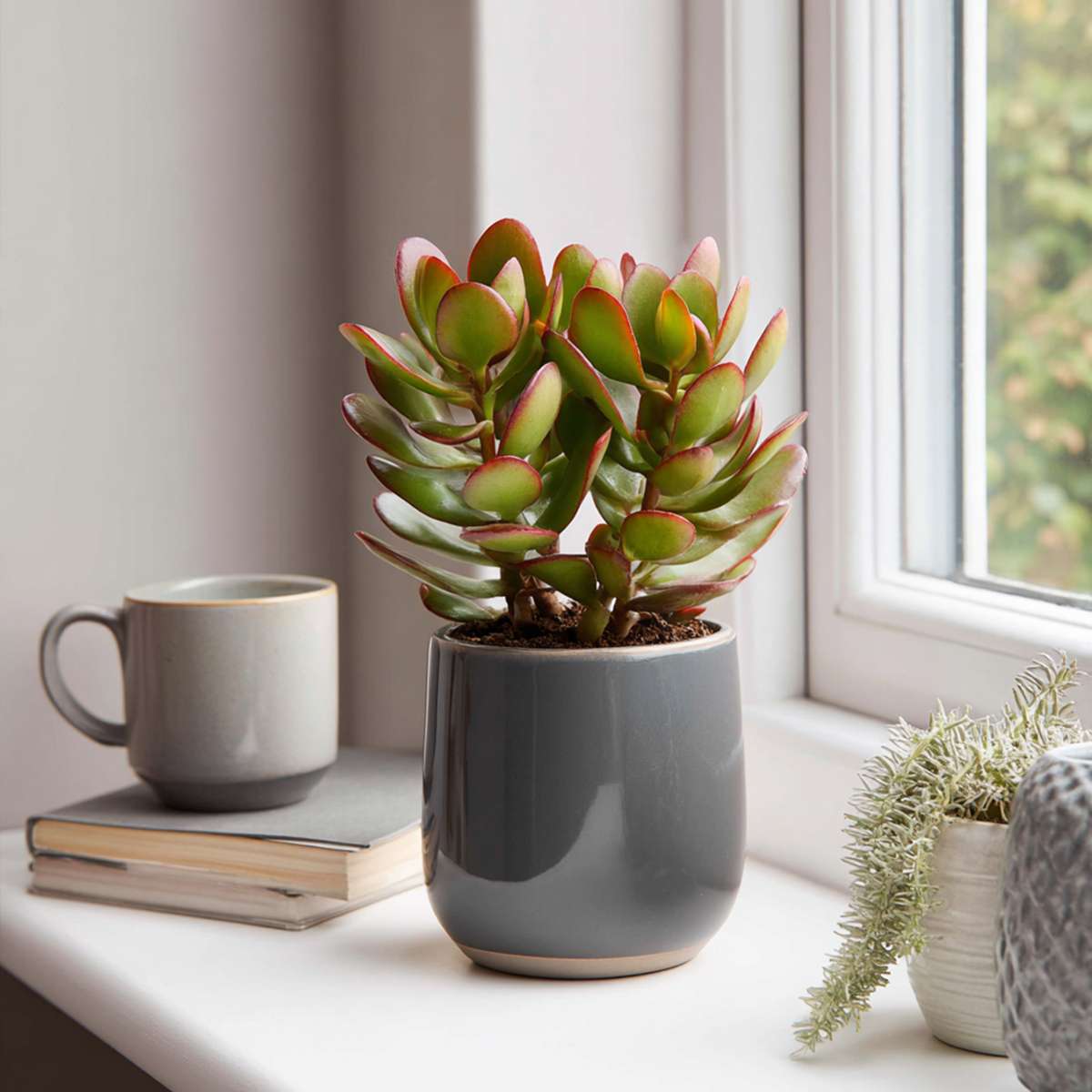 Jade plant - Crassula ovata 'Sunset' - Height 15-20cm - Pot 17cm