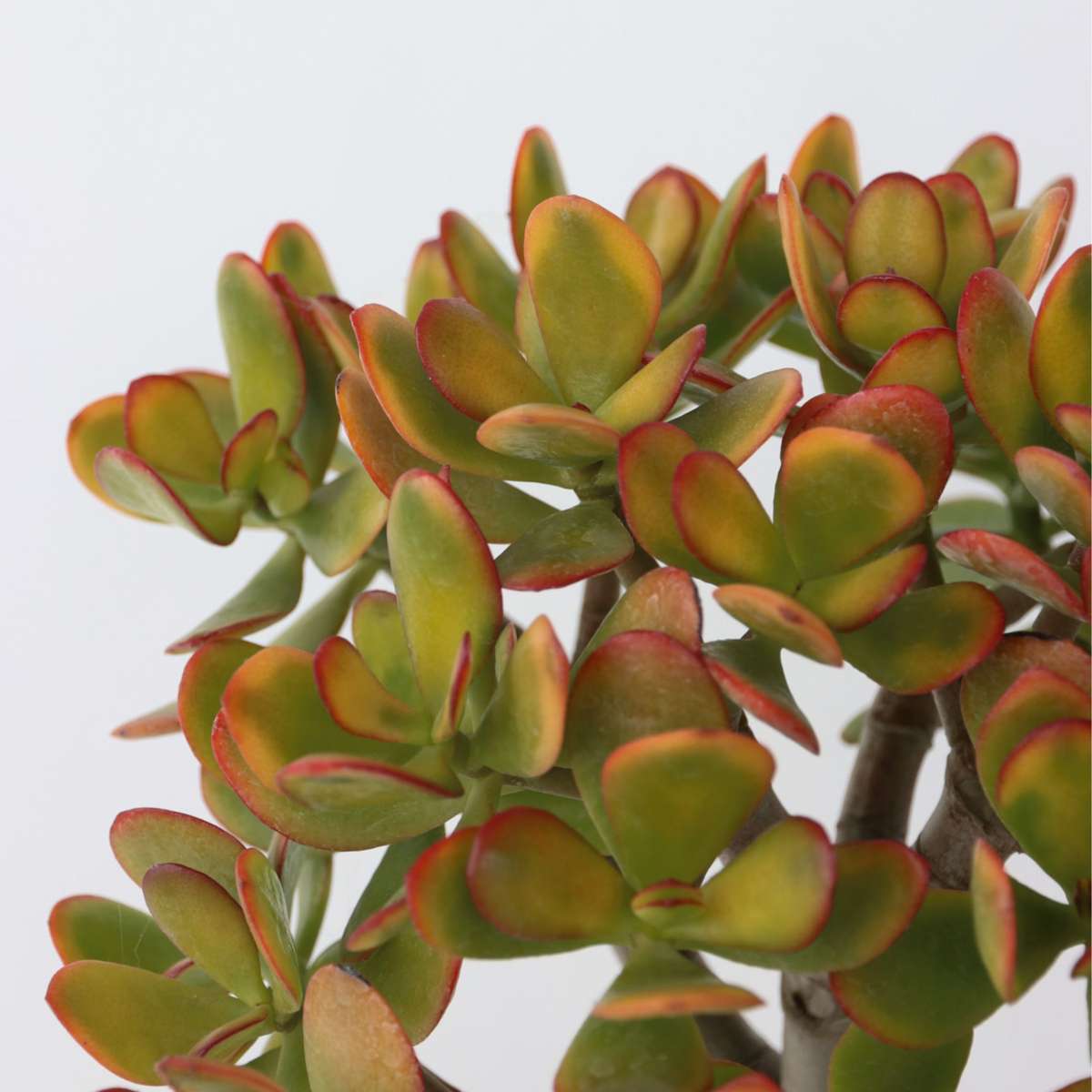 Jade plant - Crassula ovata 'Sunset' - Height 30-35cm - ⌀17cm