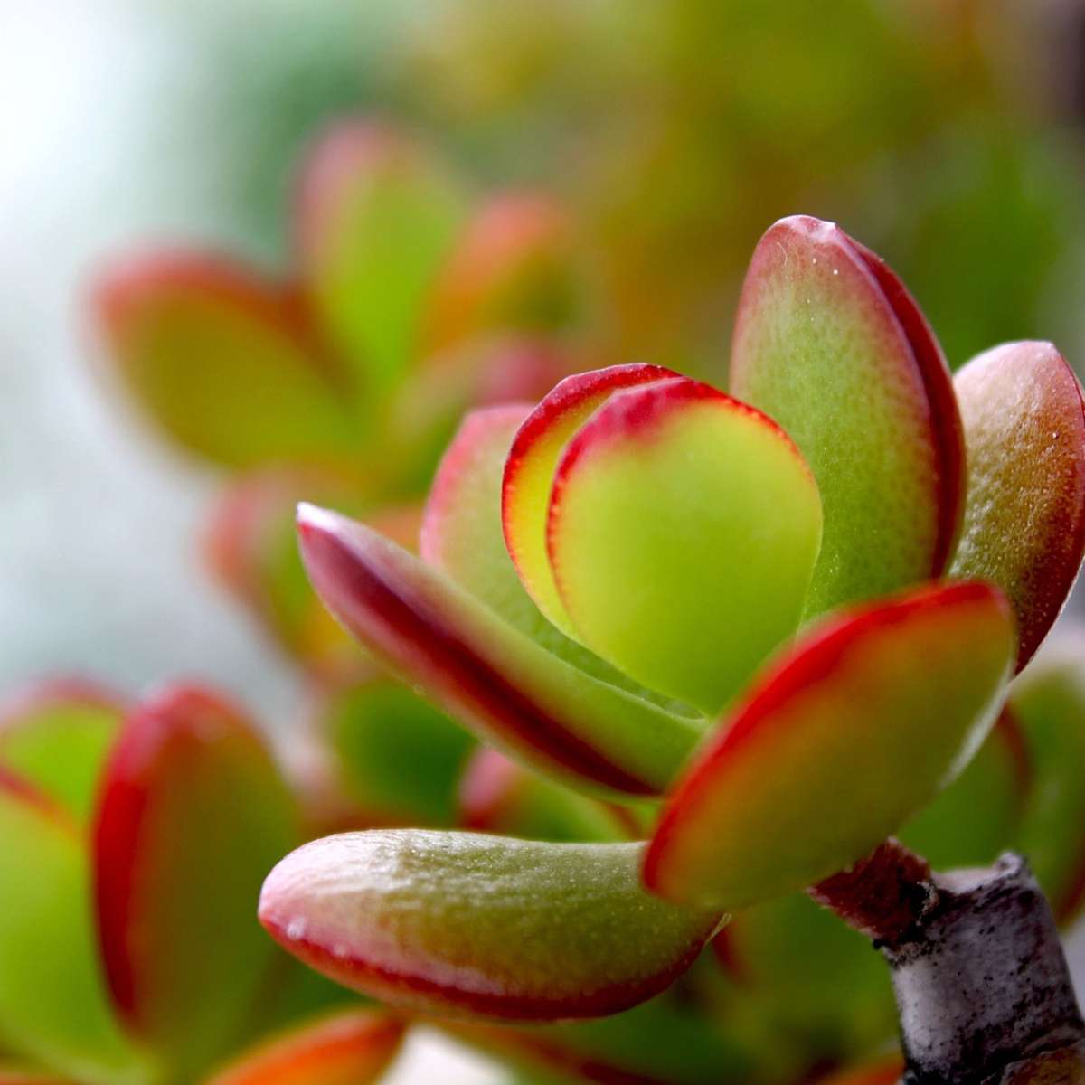 Jade plant - Crassula ovata 'Sunset' - Height 55-60cm - ⌀30cm