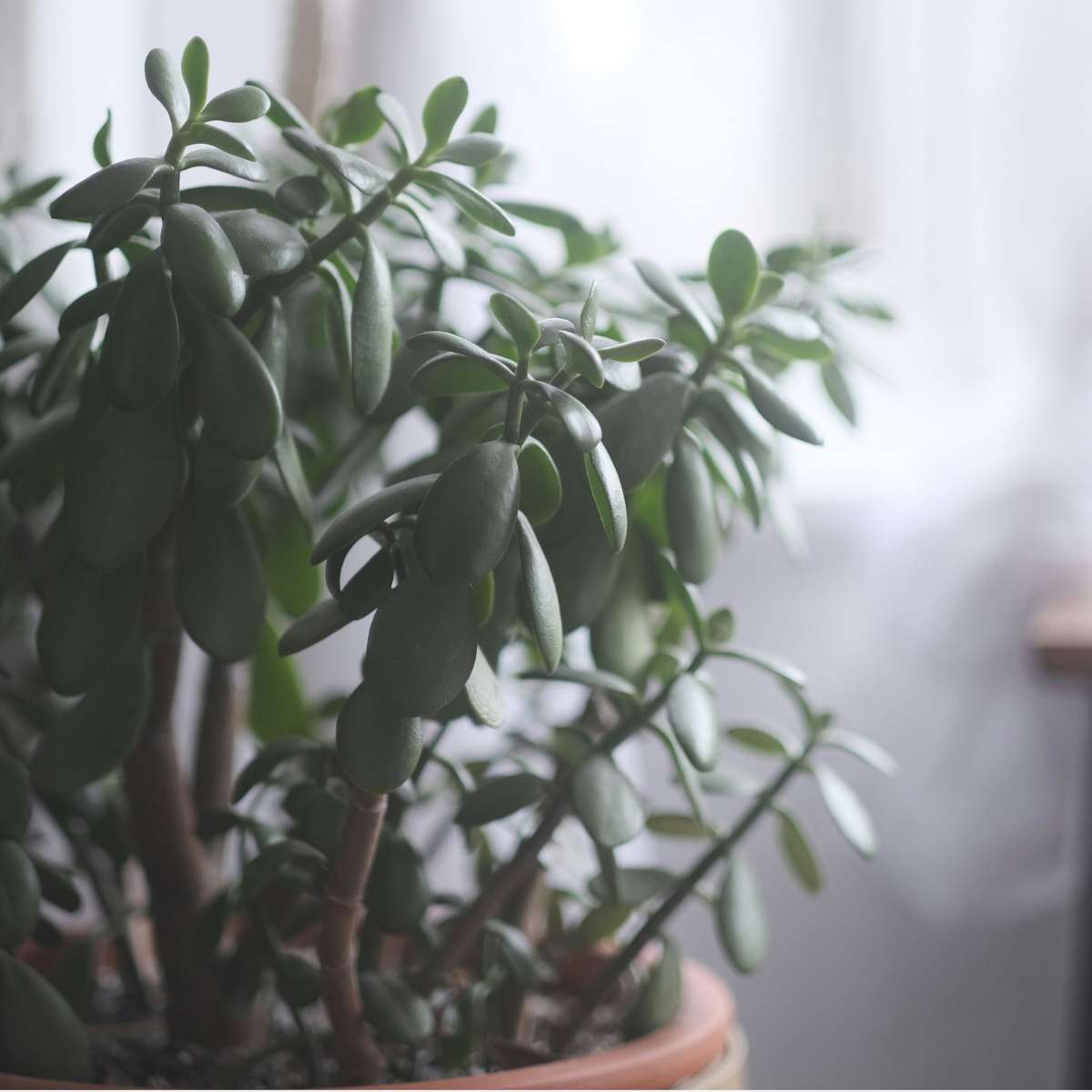 Jade plant - Crassula ovata 'Minor' - Height 45-50cm - ⌀23cm