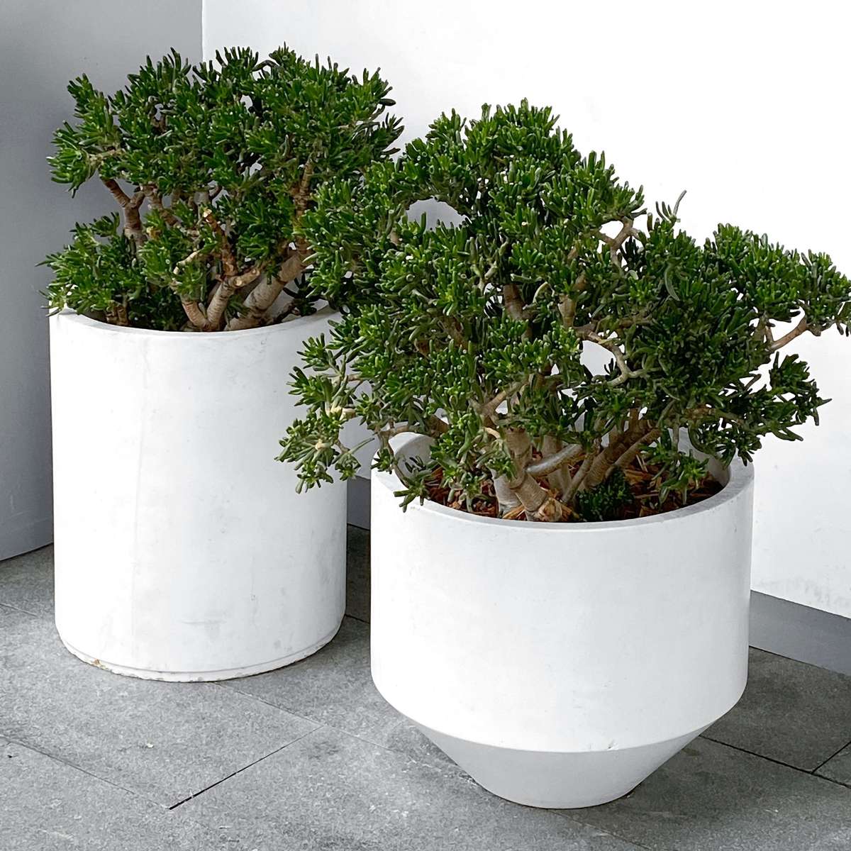 Jade plant - Crassula ovata 'Minor' - Height 45-50cm - ⌀23cm