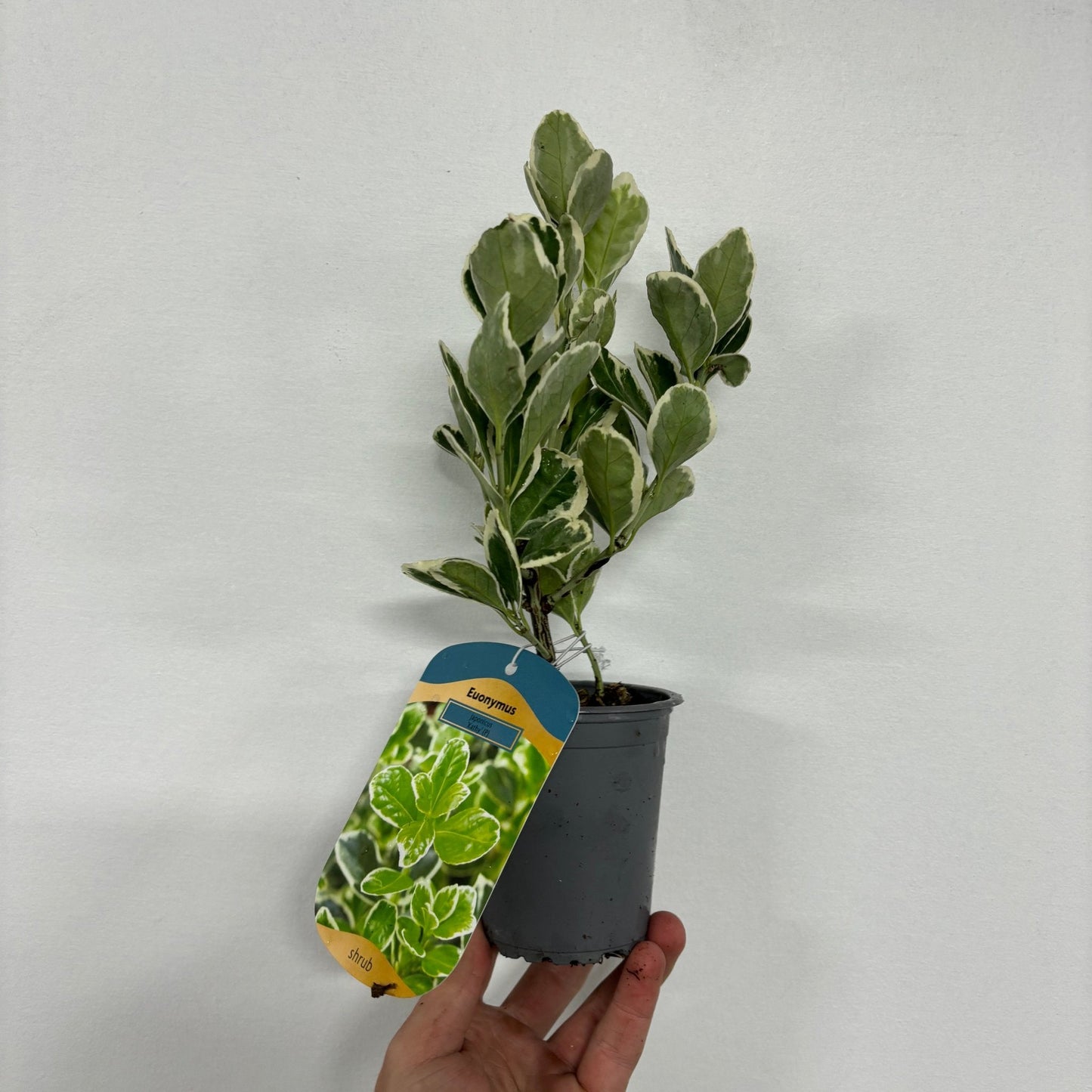 Euonymus japonicus €˜Kathy€™ 9cm