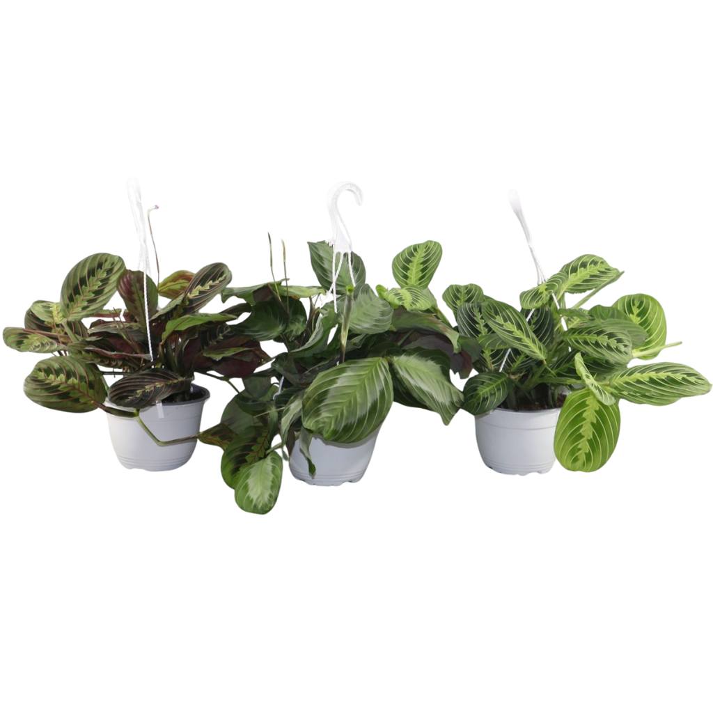 Maranta Leuconeura Gemengd
